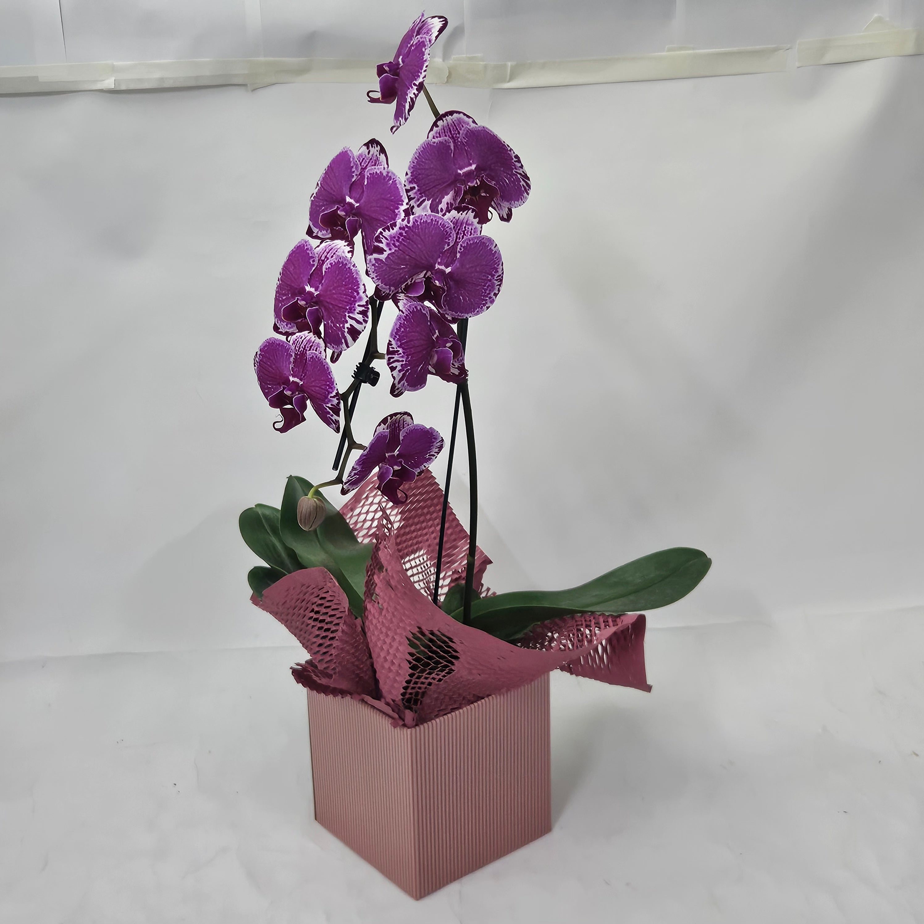 Orquídea Elegance