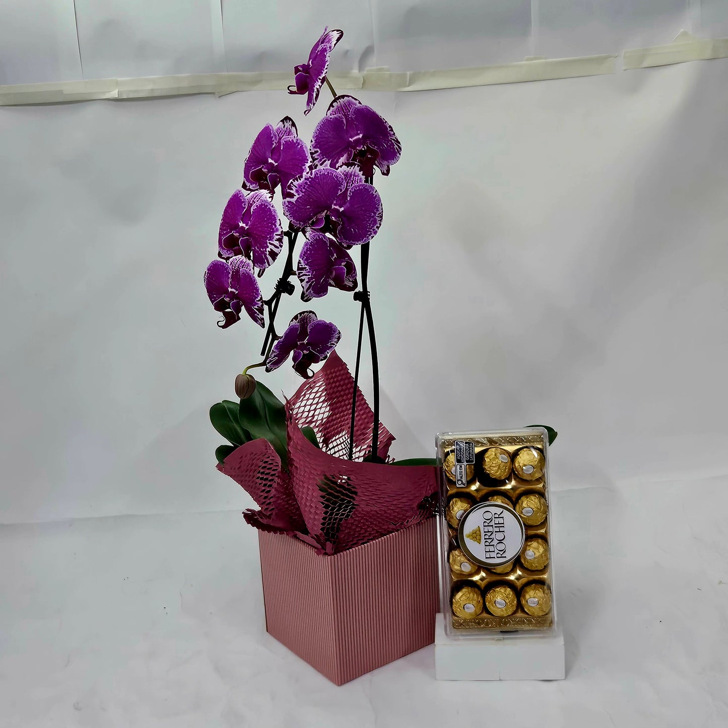 Orquídea Elegance