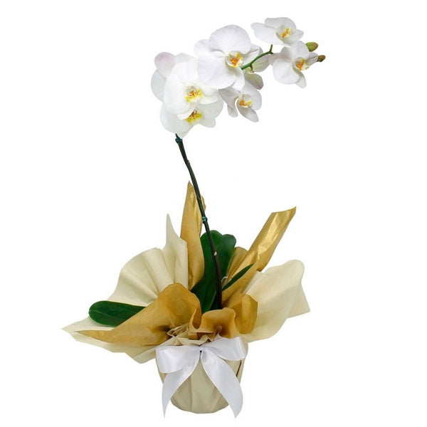 Orquídea Phalaenopsis con Flores Brancas