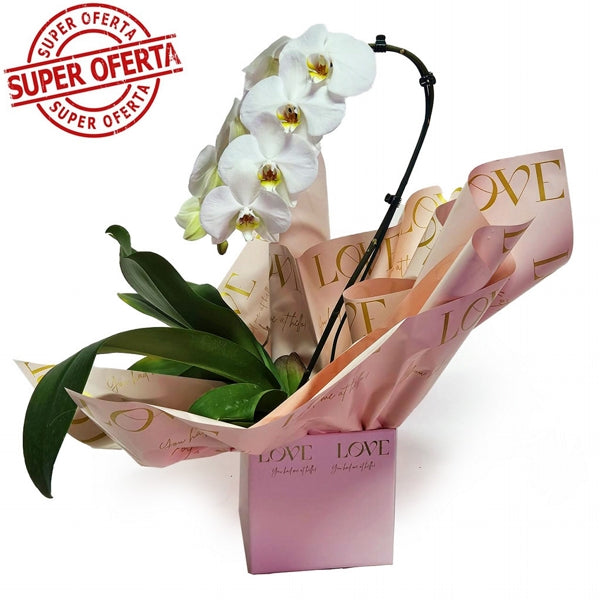 Orquídea Love