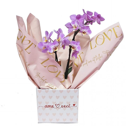 Orquídea Romântica Mini