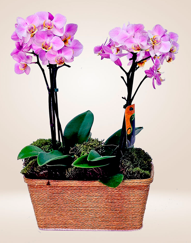 Orquídea Delicata Dupla