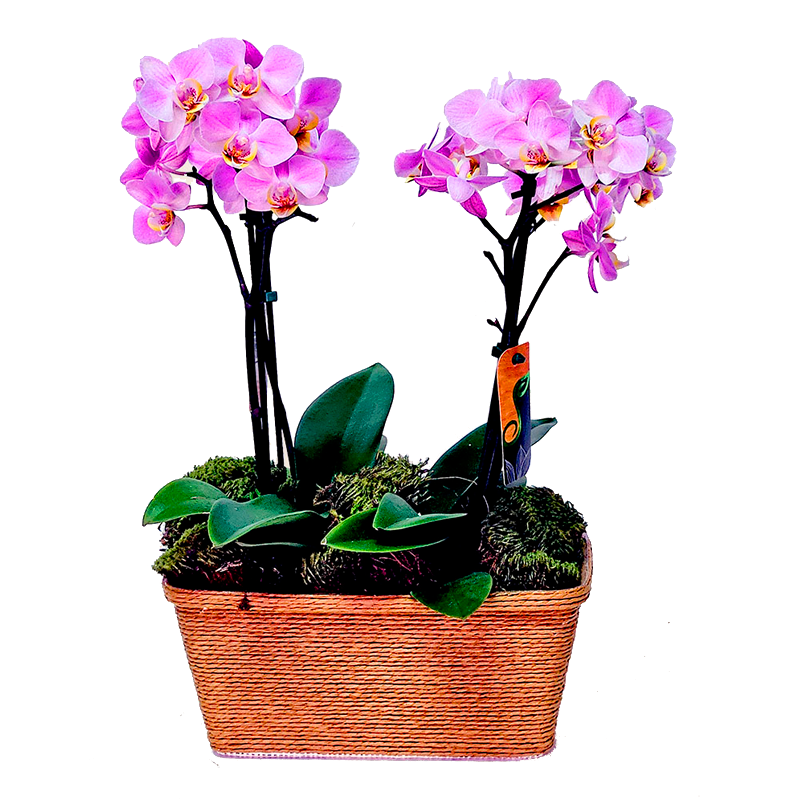 Orquídea Delicata Dupla