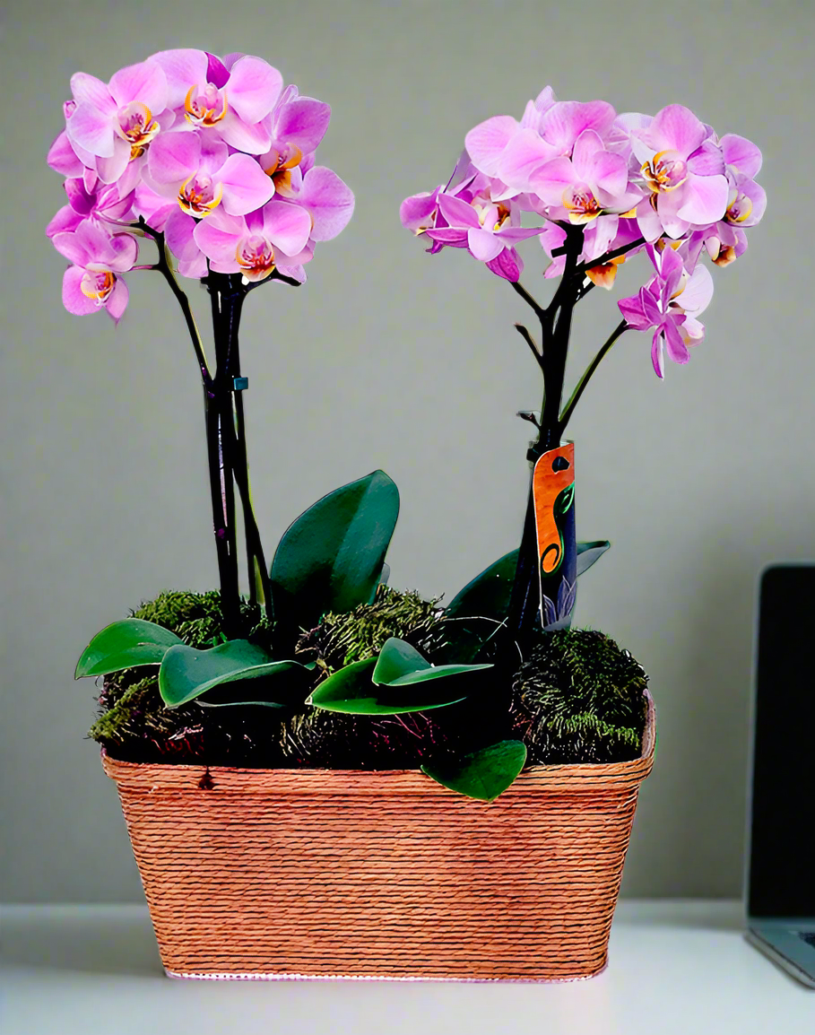 Orquídea Delicata Dupla