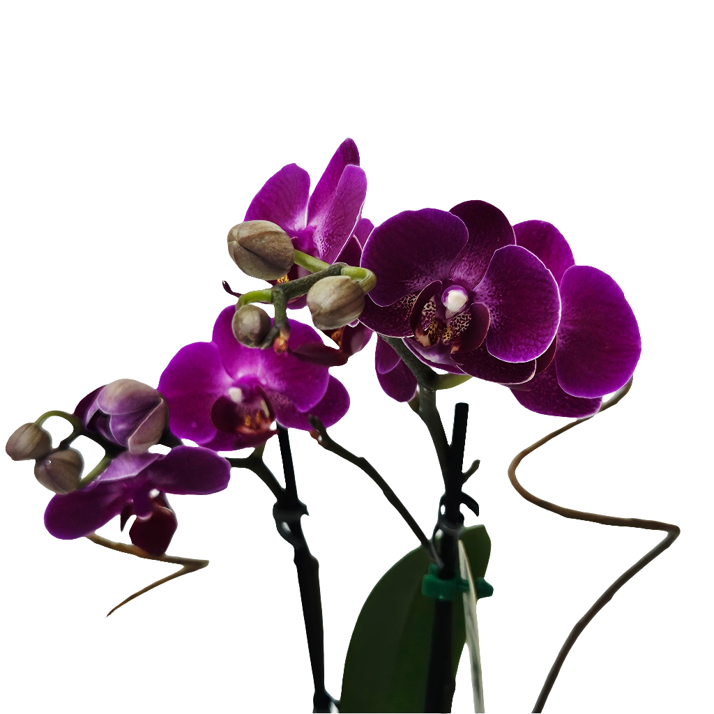 Orquídea Delicada Lilás em Aquário Decorativo