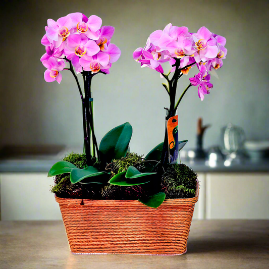 Orquídea Delicata Dupla