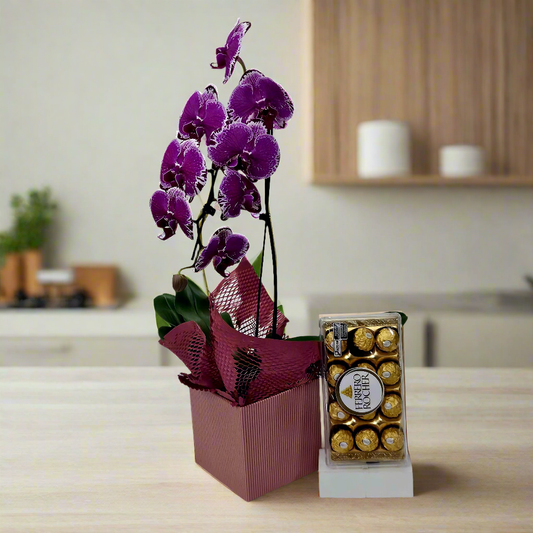 Orquídea Elegance