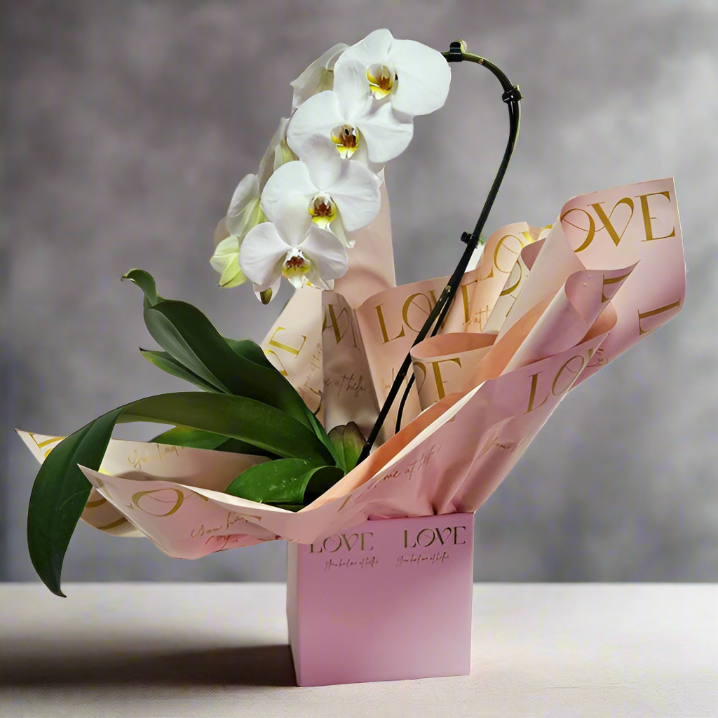 Orquídea Love