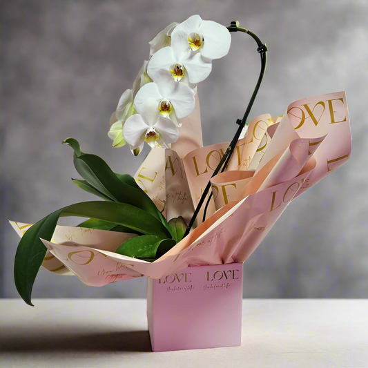 Orquídea Love