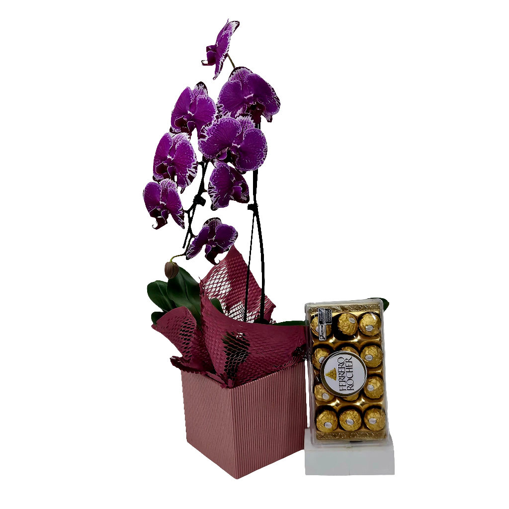 Orquídea Elegance
