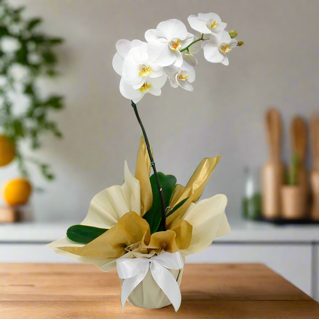 Orquídea Phalaenopsis com Flores Brancas