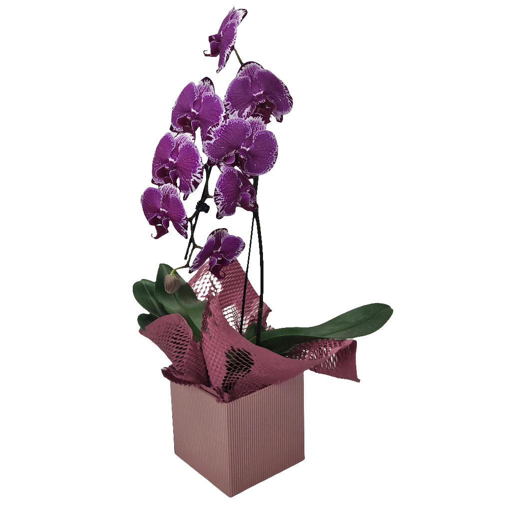 Orquídea Elegance