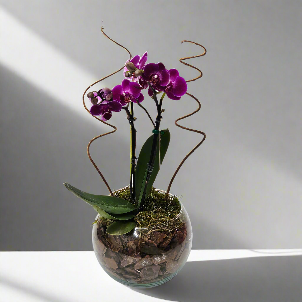 Orquídea Delicada Lilás em Aquário Decorativo