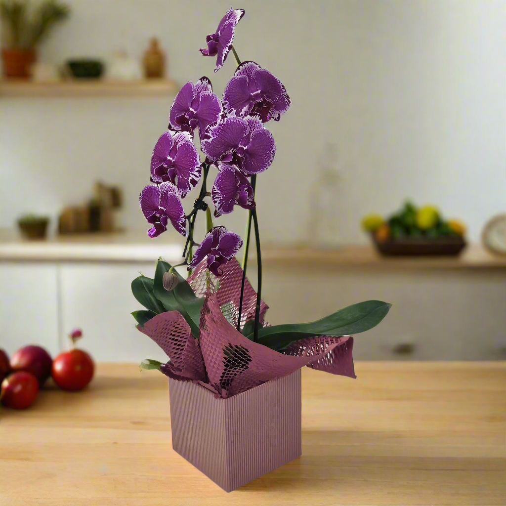 Orquídea Elegance